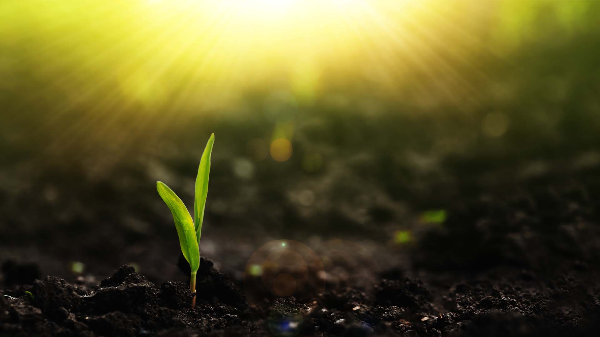 Featured image for “Directives for New Believers”